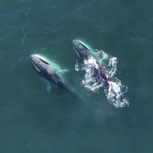 Aerial view Fin whales (Balaenoptera physalus) lunge-feeding in the southern Sea of Cortez