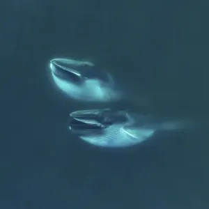 Aerial view Fin whales (Balaenoptera physalus) lunge-feeding in the southern Sea of Cortez Aerial view Fin whales (Balaenoptera physalus) lunge-feeding in the southern Sea of Cortez
