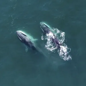 Aerial view Fin whales (Balaenoptera physalus) lunge-feeding in the southern Sea of Cortez Aerial view Fin whales (Balaenoptera physalus) lunge-feeding in the southern Sea of Cortez