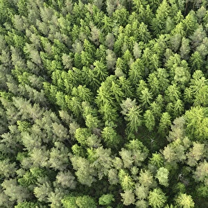 Aerial view of forest, Kemeri National Park, Latvia, June 2009