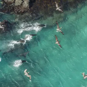 Vista aérea de un grupo de lobo marino de Galápagos (Zalophus wollebaeki). Vista aérea de un grupo de lobo marino de Galápagos (Zalophus wollebaeki).