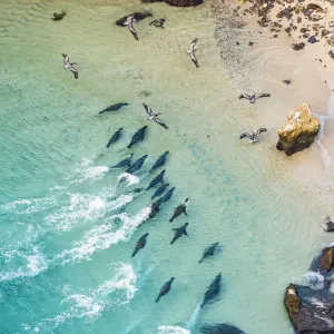 Aerial view of Galapagos sea lion group (Zalophus wollebaeki Aerial view of Galapagos sea lion group (Zalophus wollebaeki