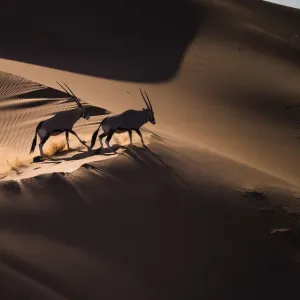 Aerial View of Gemsbok in Sand Dunes Print