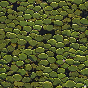 Aerial view of Giant water lily (Victoria amazonica) leaves in river, i Rurununi savanna
