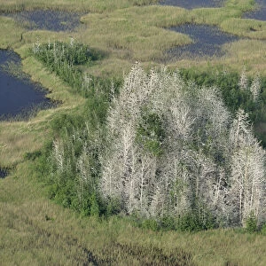 Aerial view of Great cormorant (Phalacrocorax carbo sinensis) colony in dead trees