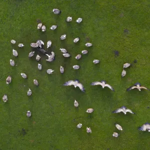 Vista aérea de bandada de buitre leonado (Gyps fulvus) carroñeando cerdo muerto, Cantabria, España. Vista aérea de bandada de buitre leonado (Gyps fulvus) carroñeando cerdo muerto, Cantabria, España.
