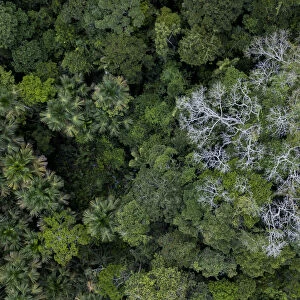 Aerial view of Kapok / Ceiba tree (Ceiba pentandra) in the Amazonian canopy, Yasuni National Park