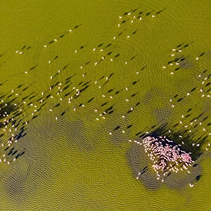 Aerial view of Lesser flamingos (Phoeniconaias minor), mating display Lake Magadi