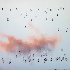 Aerial view of Lesser flamingos (Phoeniconaias minor) foraging at dusk. Lake Magadi, Great rift valley, Kenya