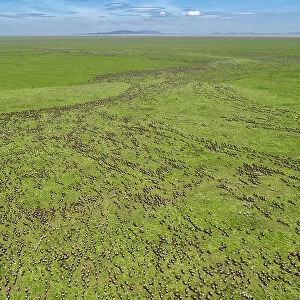 Aerial view of migrating Wildebeest (Connochaetes taurinus) on the border of Ngorongoro Conservation Area and Serengeti National Park, Tanzania, Africa