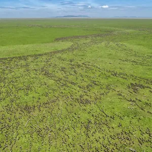 Aerial view of migrating Wildebeest Print Aerial view of migrating Wildebeest Print