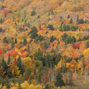 Aerial view of mixed deciduous and coniferous trees in early autumn, Porcupine Mountains