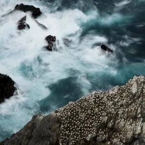 Aerial view of nesting Gannets (Morus bassanus) and swirling seas, Hermaness, Shetland, Scotland, UK, October