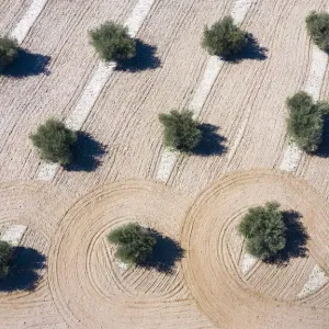 Aerial view of olive field which has been plowed, Toledo, Castilla-La Mancha, Spain Aerial view of olive field which has been plowed, Toledo, Castilla-La Mancha, Spain