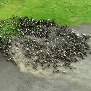 Aerial view of Reindeer (Rangifer tarandus) fording water whilst being herded by Nenet herders