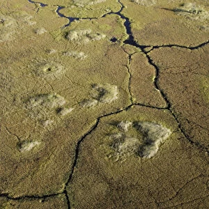 Aerial View showing Hippopotamus trails in the swamps of the Okavango Delta