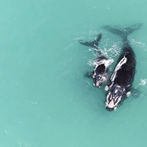 Aerial view of Southern right whale (Eubalaena australis) female with calf in shallow