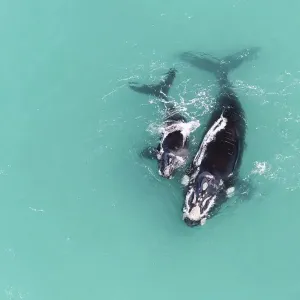 Aerial Print of Southern right whale with calf in shallow coastal water Aerial Print of Southern right whale with calf in shallow coastal water