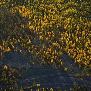 Aerial view of taiga woodland in autumn, Laponia / Lappland, Finland