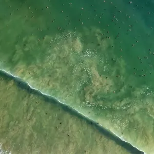 Luftaufnahme von Tausenden weiblichen Olive-Riedel-Schildkröten (Lepidochelys olivacea), die am Strand ankommen, während einer massiven Arribada mit über 300.000 Weibern, die auf einem 3 km langen Sandstreifen aus etwa 15 km Länge innerhalb von drei Tagen Luftaufnahme von Tausenden weiblichen Olive-Riedel-Schildkröten (Lepidochelys olivacea), die am Strand ankommen, während einer massiven Arribada mit über 300.000 Weibern, die auf einem 3 km langen Sandstreifen aus etwa 15 km Länge innerhalb von drei Tagen