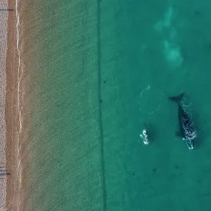 Aerial view of tourists watching Southern right whales (Eubalaena australis) from the coast, Peninsula Valdes, El Doradillo Nature Reserve, Chubut Province, Patagonia, Argentina. August Aerial view of tourists watching Southern right whales (Eubalaena australis) from the coast, Peninsula Valdes, El Doradillo Nature Reserve, Chubut Province, Patagonia, Argentina. August