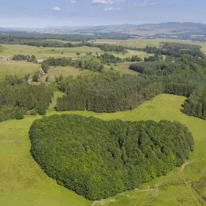 Aerial woodland print, Argaty Red Kites farm, Scotland Aerial woodland print, Argaty Red Kites farm, Scotland