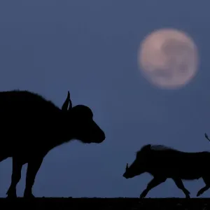 African buffalo (Syncerus caffer) and Warthog (Phacochoerus africanus) at night with full moon African buffalo (Syncerus caffer) and Warthog (Phacochoerus africanus) at night with full moon