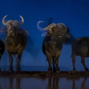 African buffalo (Syncerus caffer) at waterhole at night, Mkuze, South Africa Third African buffalo (Syncerus caffer) at waterhole at night, Mkuze, South Africa Third