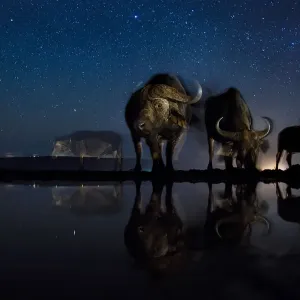 African buffalo (Syncerus caffer) at waterhole at night, Mkuze, South Africa Third African buffalo (Syncerus caffer) at waterhole at night, Mkuze, South Africa Third