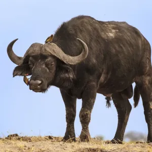 African buffalo (Syncerus caffer) with Yellow-billed oxpecker (Buphagus africanus) grooming African buffalo (Syncerus caffer) with Yellow-billed oxpecker (Buphagus africanus) grooming