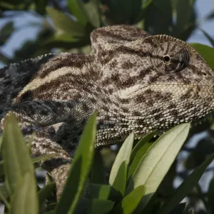 African chameleon (Chamaeleo africanus) in tree, in a captive wintering program, The Peloponnese African chameleon (Chamaeleo africanus) in tree, in a captive wintering program, The Peloponnese