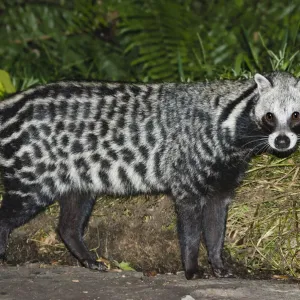 Il civetto africano (Civettictis civetta) che si ciba intorno al campo, vicino a Langoue Bai, Parco nazionale di Ivindo, Gabon, Africa centrale. Il civetto africano (Civettictis civetta) che si ciba intorno al campo, vicino a Langoue Bai, Parco nazionale di Ivindo, Gabon, Africa centrale.