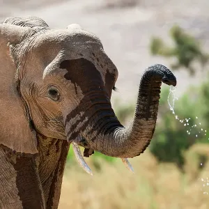 African desert elephant (Loxodonta africana), drinking from waterhole, Hoanib River, Damaraland, Namibia African desert elephant (Loxodonta africana), drinking from waterhole, Hoanib River, Damaraland, Namibia