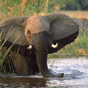 African elephant feeding on papyrus in river, Okavango Delta, Botswana