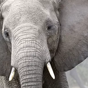 African elephant head portrait (Loxodonta africana) Queen Elizabeth National Park