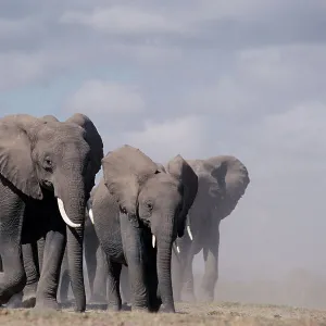 African elephant herd walking {Loxodonta africana} Amboseli, Kenya