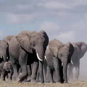 African Elephants