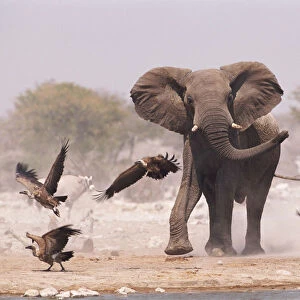 African elephant {Loxodonta africana} & Whitebacked vultures by waterhole, Etosha NP