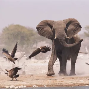 African elephant {Loxodonta africana} & Whitebacked vultures by waterhole, Etosha NP