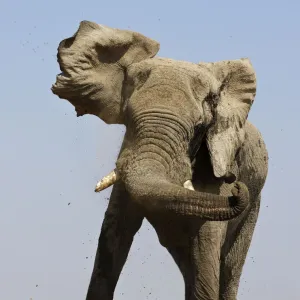 African elephant (Loxodonta africana) threat display by shaking head, at waterhole with Ostrich