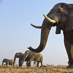 African elephant (Loxodonta africana) herd walking to waterhole, Etosha National Park