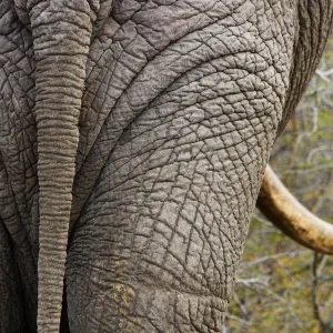 African elephant (Loxodonta africana) rear view Kruger National Park, Transvaal, South Africa