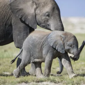 African elephant (Loxodonta africana) baby trying to grab the tail of adult, Amboseli National Park