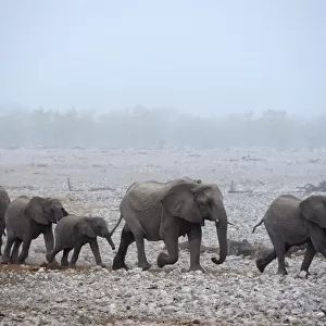 African elephant (Loxodonta africana) herd with calves, walking in procession to