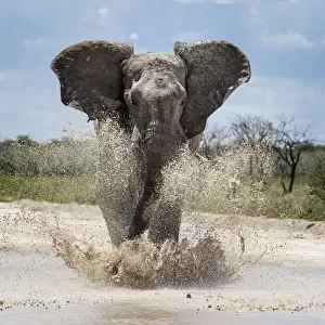 African elephant (Loxodonta africana) charging through water Etosha National Park, Namibia