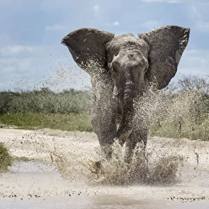 African elephant (Loxodonta africana) charging through water Etosha National Park