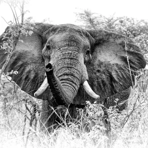 African elephant (Loxodonta africana) South Luangwa NP. Zambia. Digitally enhanced