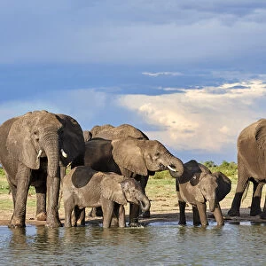 African elephant (Loxodonta africana) herd drinking at a waterhole, Hwange National Park