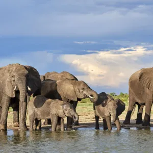 African elephant (Loxodonta africana) herd drinking at a waterhole, Hwange National Park