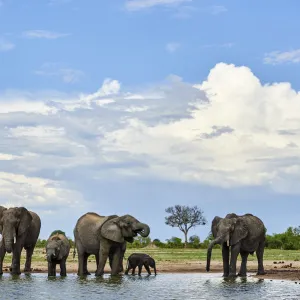 African elephant (Loxodonta africana) herd drinking at a waterhole, Hwange National Park